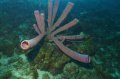 Purple Tube Sponge