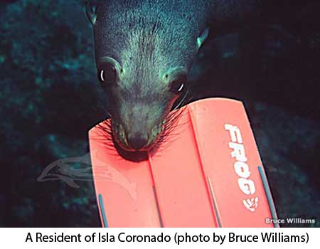 A Resident of Isla Coronado (photo by Bruce Williams)