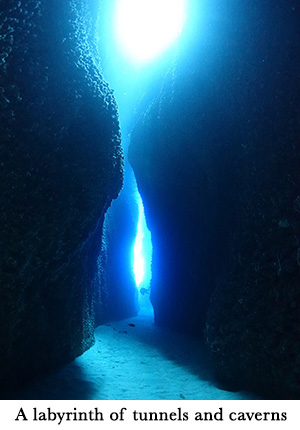 A labyrinth of tunnels and caverns