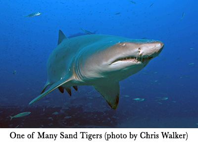 One of Many Sand Tigers (photo by Chris Walker)