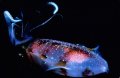 Caribbean reef squid, Honduras, 1987