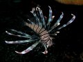 Lionfish