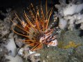 Scorpionfish