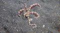 Mimic octopus