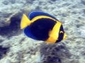 Angelfish