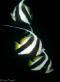 bannerfish