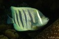 6-lind angelfish