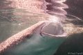 whale shark feeding