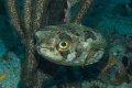 Balloonfish