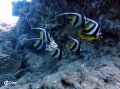 Bannerfish, Muiron Island