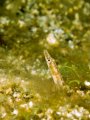 Pikeblenny