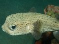 Porcupine fish