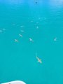 Sharks hanging out at boat