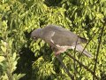 Bird at  apartments