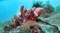 Scorpionfish