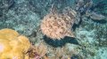 Wobbegong shark