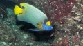 Yellow-Mask Angelfish