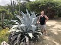 Giant aloe bush