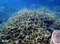 Staghorn coral, Coral Bay