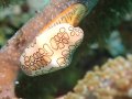 Flamingo Tongue