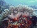 Beautiful soft corals, Manuk