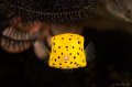 Juvenile Yellow Boxfish