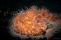 Hairy Frogfish