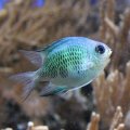 Damsel Fish protecting coral