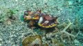 Flamboyant cuttlefish