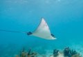 Eagle Ray