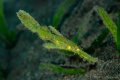 Robust Ghost Pipefish