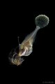 Filefish with Jellyfish (blackwater)