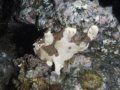 Frogfish,