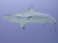 Caribbean Reef Shark