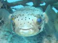 Porcupinefish