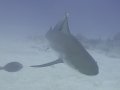 Caribbean ReefShark