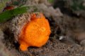 Frogfish