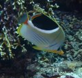 One of the numerous varieties of Butterfly Fish