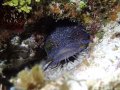 Cozumel Splendid Toadfish