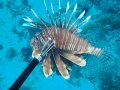 Lionfish (harvested)