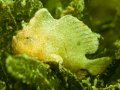 Dwarf Frogfish