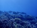 Bumphead Parrotfish Brigade