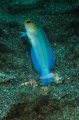 Bluebar Jawfish