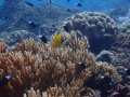 Healthy corals