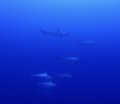 Hammerheads