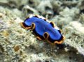 Flatworm