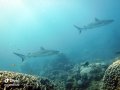 Grey reef sharks, AshÃ¢ï¿½ï¿½s bommie