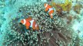 Clownfish