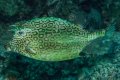 Honeycomb Cowfish