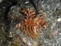 Scorpionfish